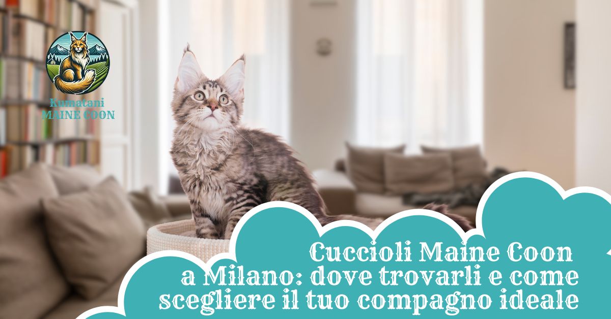 cuccioli gatti maine coon milano