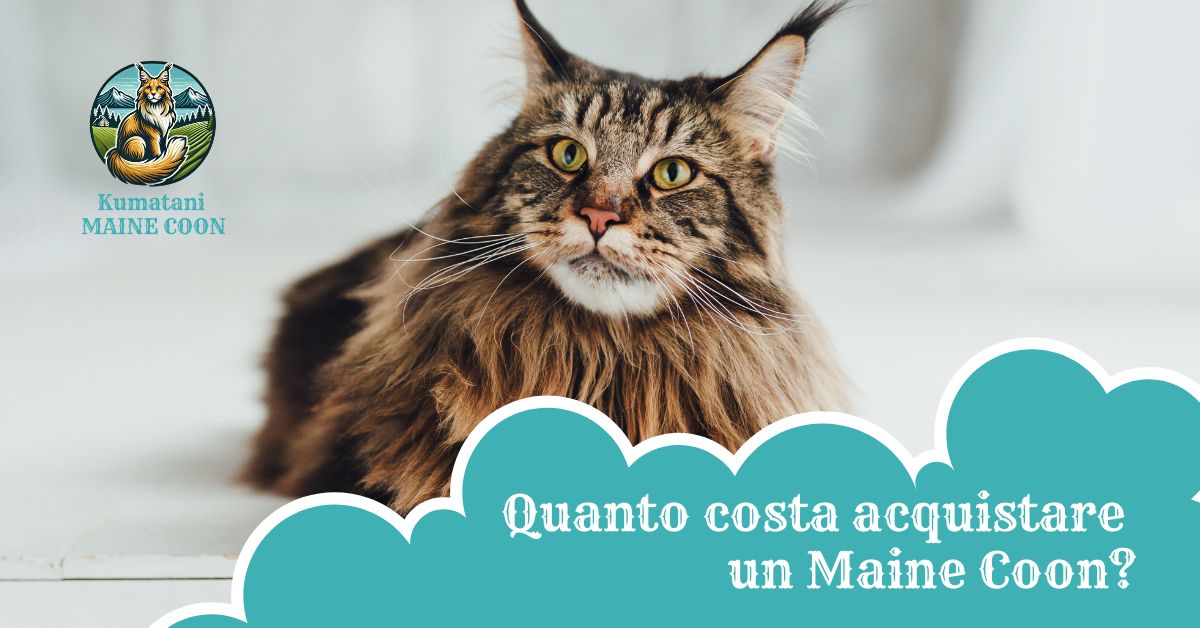 prezzo maine coon milano