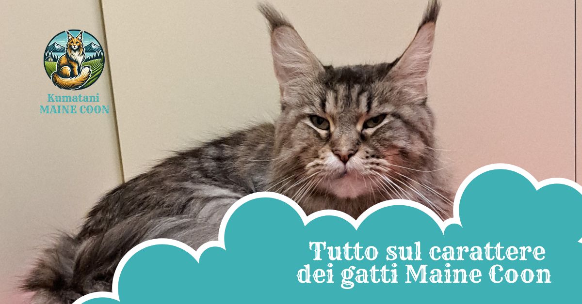 carattere dei gatti maine coon